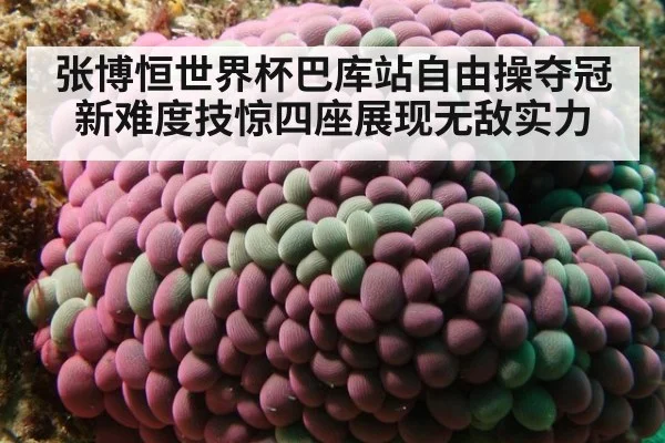 张博恒世界杯巴库站自由操夺冠新难度技惊四座展现无敌实力